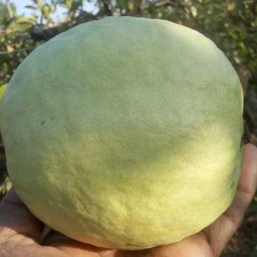 Thai 5 Guava