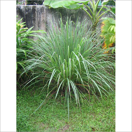 Lemongrass