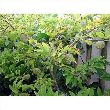 Super Golden Custard Apple Plant