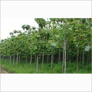 Teak Plant