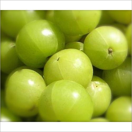 Narendra-7 (N-7) Amla Plant