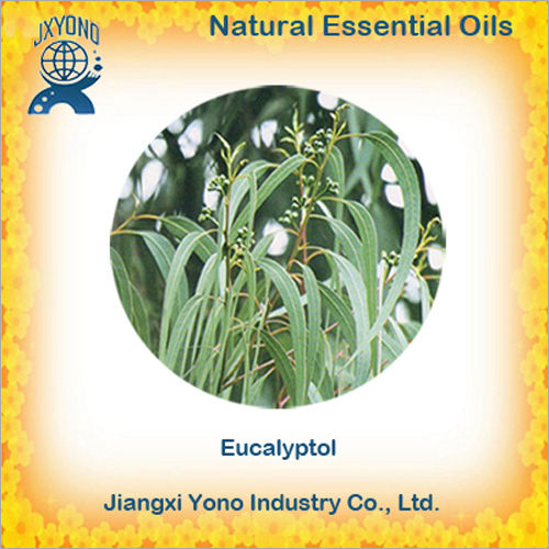 Eucalyptol Oil