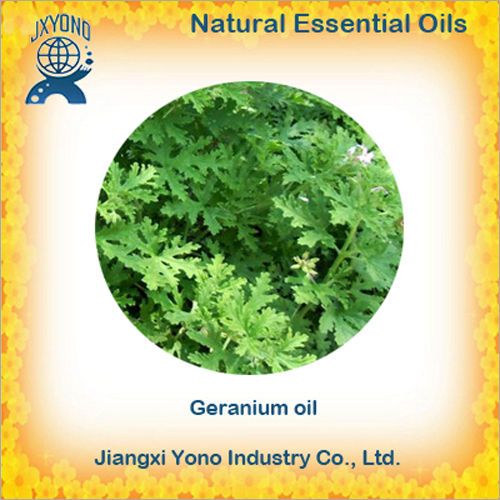 Geranium Oil