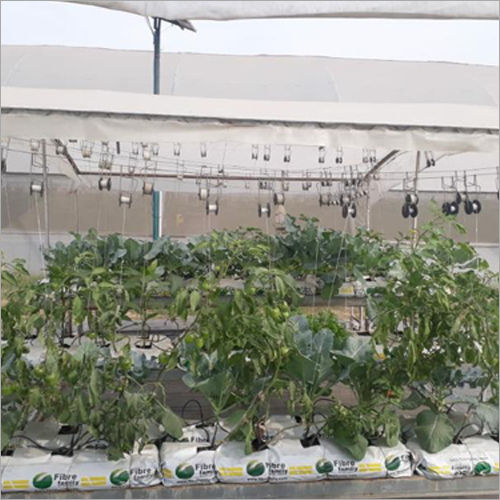 Eggplant Kitchen Garden