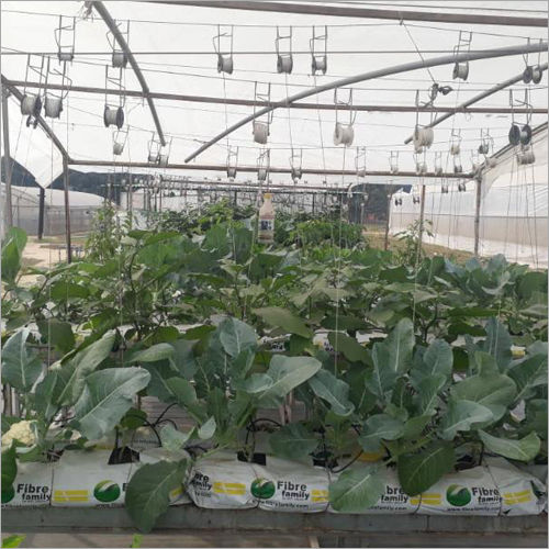 Cauliflower Kitchen Garden