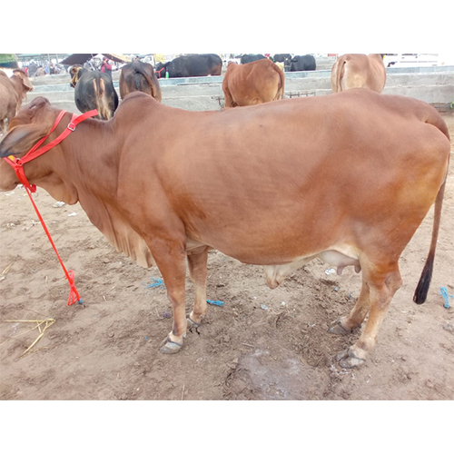 Farm Sahiwal Cow