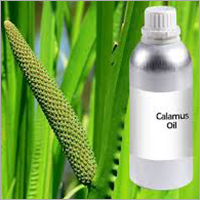 Calamus Extract Oil - Herbal Extract with 100% Purity | Ideal for All Age Groups, 3-Year Shelf Life, Perfect for Massage