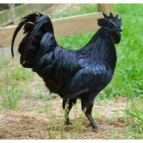 Kadaknath Chicken