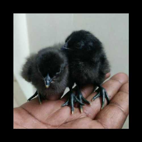 Kada49Th Kadaknath One Day Chick