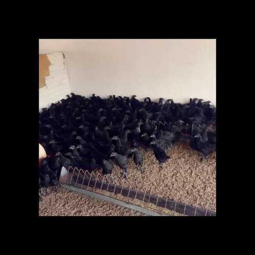 Kadaknath One Month Old Chicks