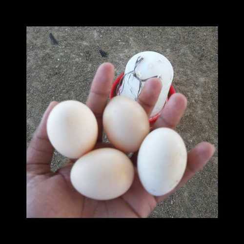Brown Kadaknath Eggs