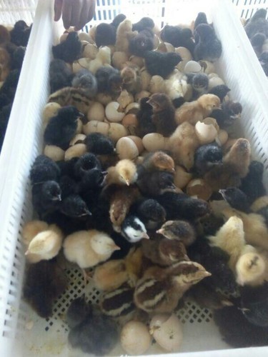 Desi One Day Old Chicks