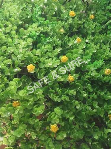 Artificial Grass