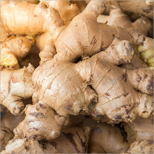 Indian Fresh Ginger