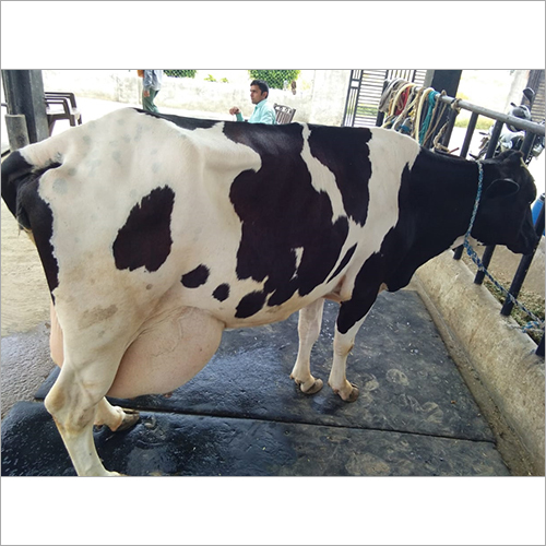 Indian HF Cow