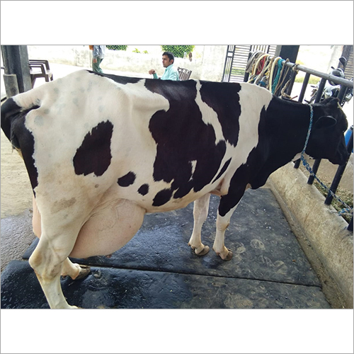 Indian Hf Cow - Color: Black And White