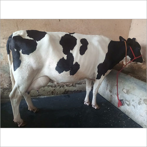 Desi HF Cow