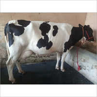 Desi Hf Cow - Color: Black And White