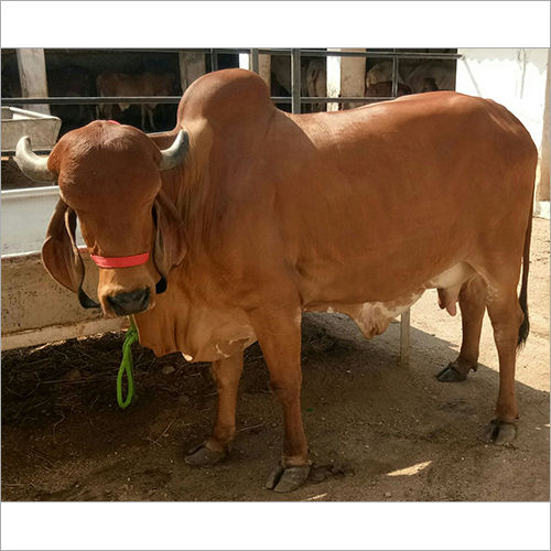 Brown Desi Jersey Cow at Best Price in Karnal Gokul Dairy Farm