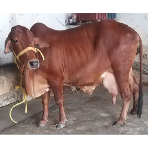 Brown Pure Breed Jersey Cow