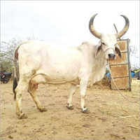High Yield Kankrej Cow - Color: White