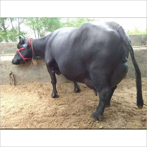Murrah Buffalo Supplier Indian Murrah Buffalo Trader Dealer In Karnal Haryana