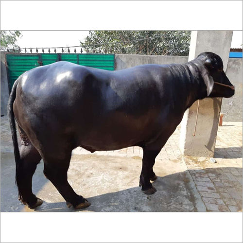 Pure Murrah Breed Buffalo - Color: Black