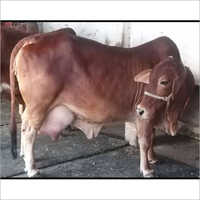 High Yield Sahiwal Cow - 300-600 Kg Weight, Brown Color | Premium Dairy Farming With 15-16 Liters Daily Milk Production