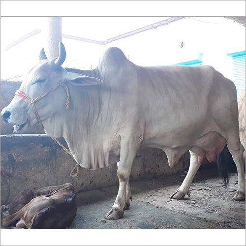 White Tharparkar Breed Cow