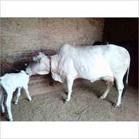White Pure Tharparkar Cow