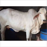 White Pure Tharparkar Breed Cow