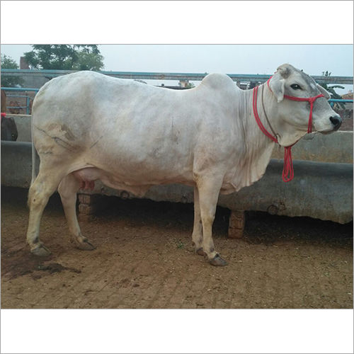 Desi Tharparkar Cow