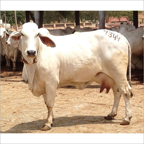 High Yield Tharparkar Cow