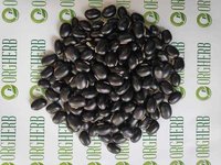 Kaunch Seeds Black