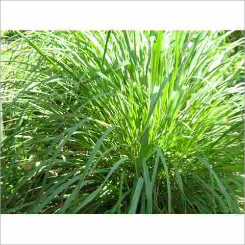 Lemongrass Citronella Grass
