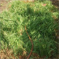 Natural Lemongrass