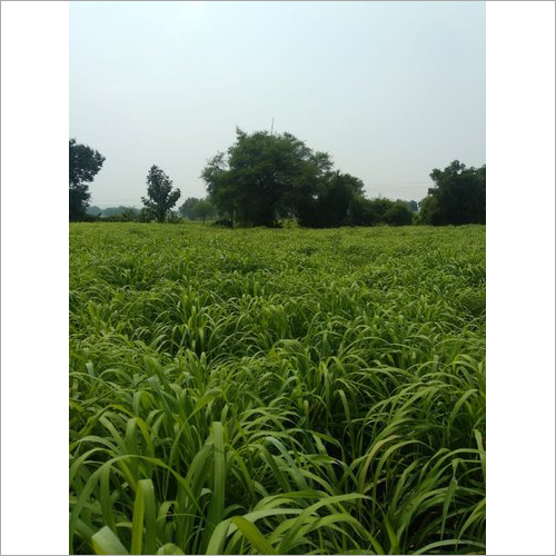 Wet Lemongrass