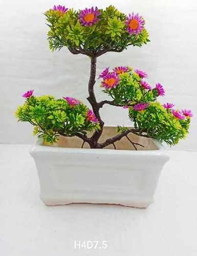 Elegant Square Bonsai