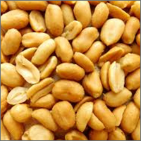 Fresh Peanut Fresh Peanut