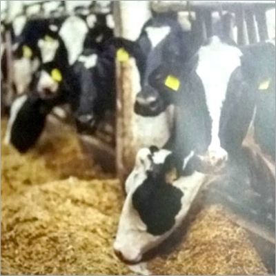 Cattle Feed Pellet Efficacy: Promote Healthy