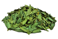 Senna Alexandrina