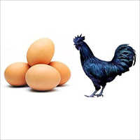 Kadaknath Chicken Egg