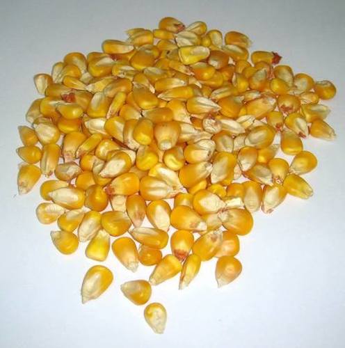 Yellow Maize