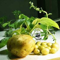 Potato Mini Seed  Tubers