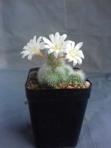 Plant Rebutia Albispina
