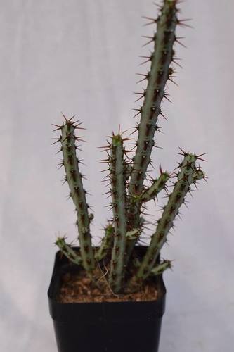 Plant Euphorbea Aeruginosa