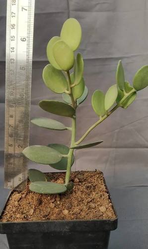Dollar Plant