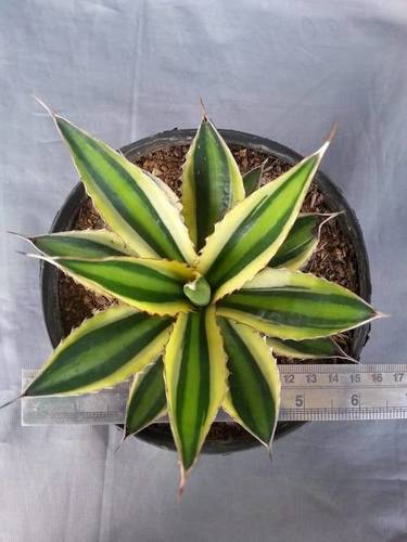 Plant Agave Lophanta
