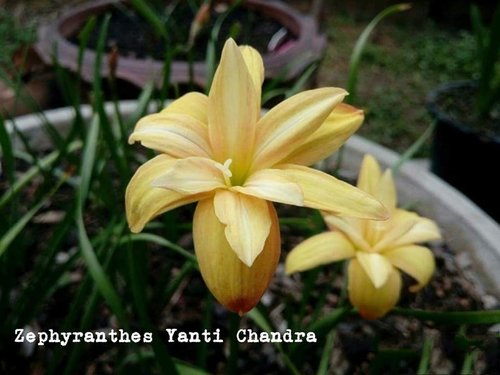 Yanti Chandra Rain Lily - Flowering Plant Specs | Elegant Lily Variety with Striking Blooms, Ideal for Gardens and Ornamental Landscapes