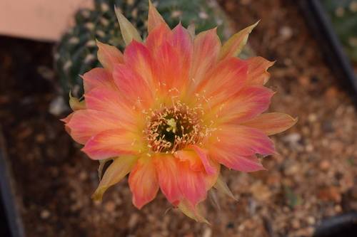 Plant Lobivia Sunrise